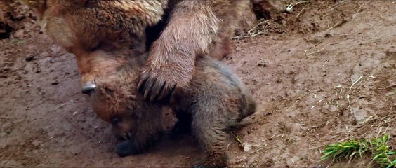 Lincessa. Los silencios del bosque - Teaser tráiler oficial