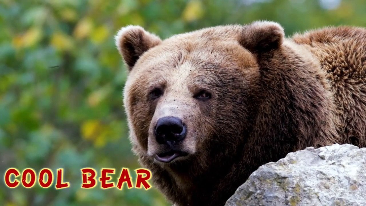 COOL BEAR
