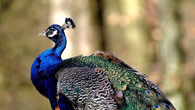 The peacock_ मोर ki मजेदार video__the peacock funny dance video