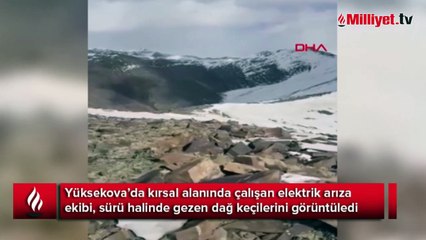 Hakkari'de yüzlerce dağ keçisi görüntülendi