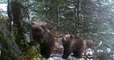 Pyrénées : une ourse et ses deux oursons ont été filmés en train de profiter des premières neiges