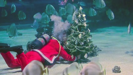 수족관 속 성탄 트리...산타 복장 '도심 달리기' / YTN