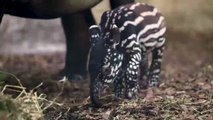 Adorable pictures show a rare newborn Malayan tapir snuggling up to her mum after being born at Chester Zoo