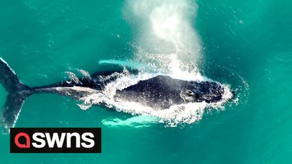 Stunning drone footage shows a humpback whale swimming off British waters