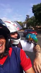 Wild Parrot Perches on Motorcycle Rider's Arm