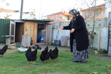 Sakarya'da kümese giren sahipsiz köpekler, tavukları telef etti