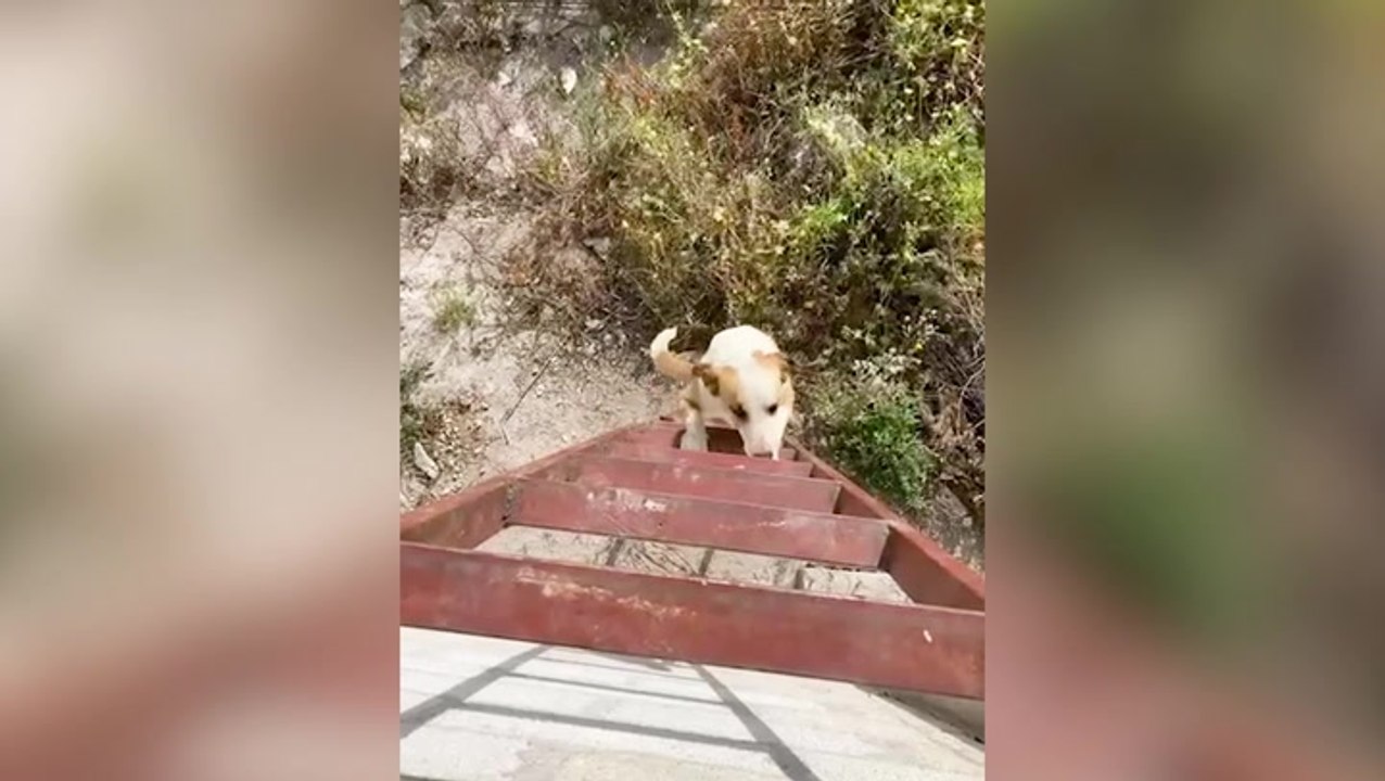 Smart dog climbs ladder to scale 11ft wall after getting stuck in neighbour’s garden