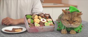 How to Make Butter Cookie Box Holiday Cookies