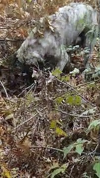 Dog scratching the grass, looking for something?!apparently want to sit down