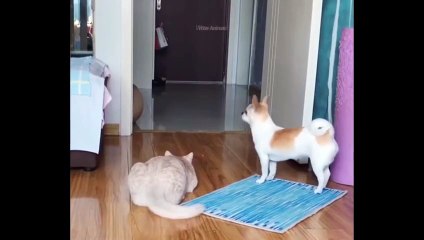 Funniest Animals Planet - Best Of The 2022 Funny Dogs And Cats Videos