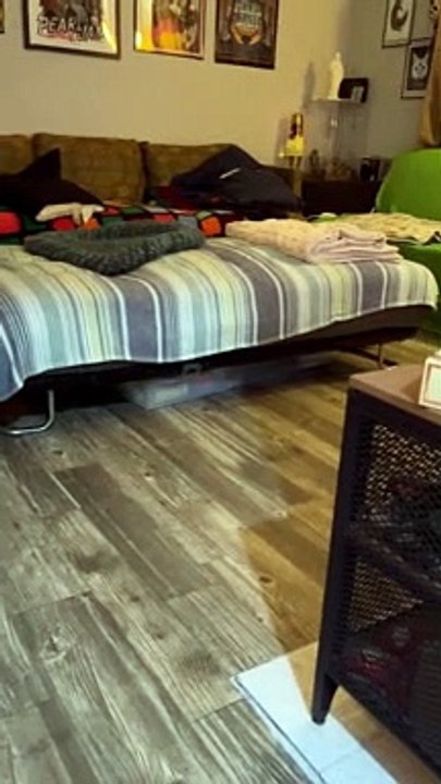 Upside Down Cat Zoomies