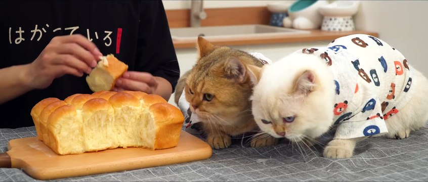 Super Soft Bread (No Kneading, Very Easy) No Knead Soft Bread