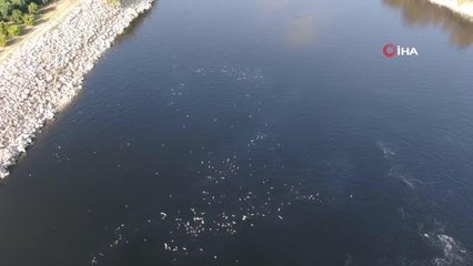 Ceyhan Nehri'nde balık ölümleri: Binlerce balığın ölüm nedeni araştırılıyor
