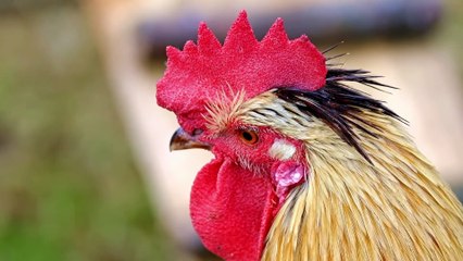FARM ANIMALS, HERBIVORES AND CARNIVORES_COW, CHICKEN, DUCK, SHEEP, GOAT