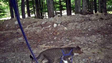 Kitten Rudolph Discovers a Camping Place in the Mountains