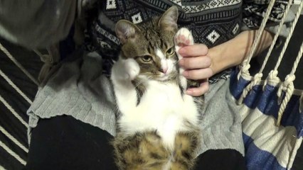 Purring Cat Covers His Eyes with the Paws