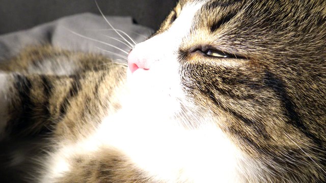 Warmth Makes Kitten Rudolph Purr