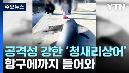 공격성 강한 '청새리상어' 항구에까지 들어와 / YTN