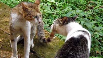 CAT FIGHTING LIKE WWE MUST WATCH !