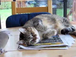 Bird annoying cat (troll dove)