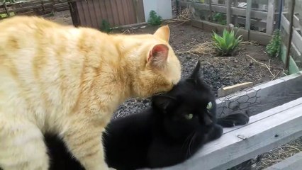 CATS MATING (FARM)