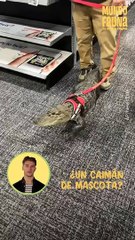 ¿Tendrías un caimán de mascota?