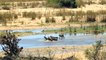 Wild Horse Attacked By Komodo ►Fierce Crocodile Attacks Lions, Antelopes, Eagles, Wild horses