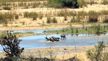 Wild Horse Attacked By Komodo ►Fierce Crocodile Attacks Lions, Antelopes, Eagles, Wild horses