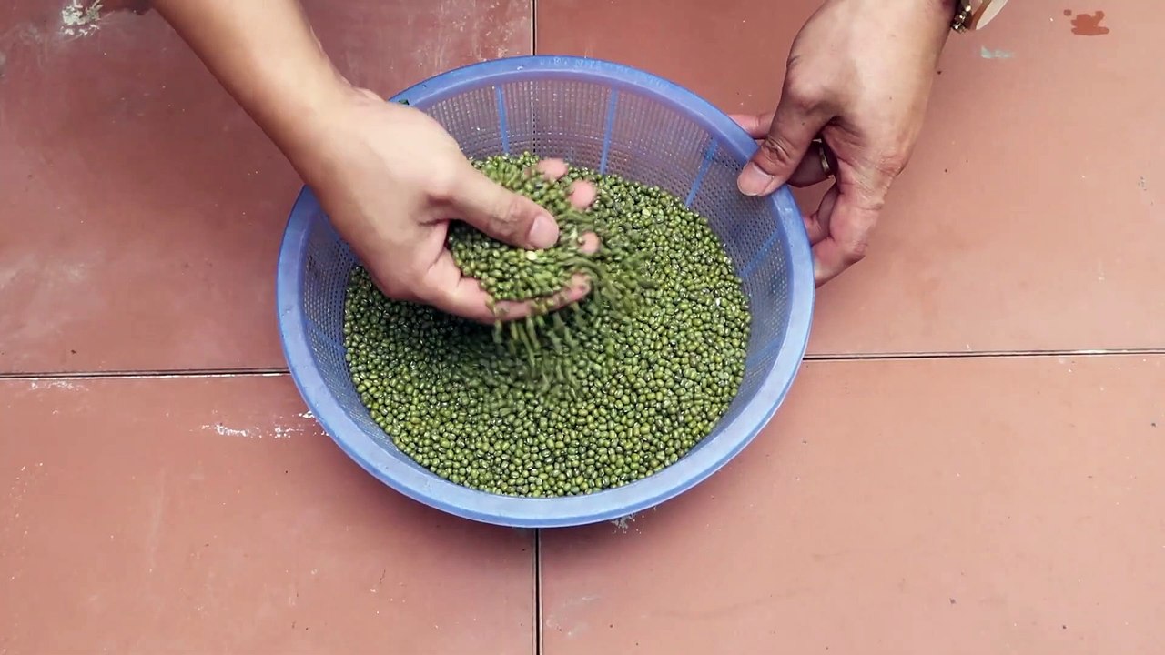 Tips For Growing Bean Sprouts With Automatic Watering Plastic Cups