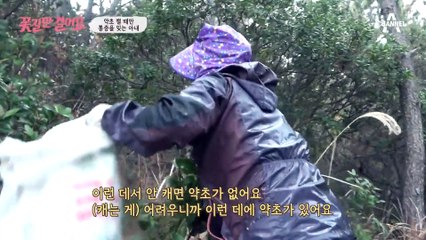눈이 오나, 비가 오나! 약초 캐기를 멈추지 않는 연임 씨