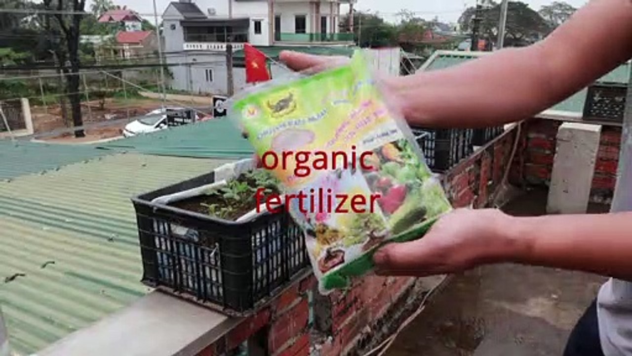 Using plastic containers, it's simple to grow peanuts