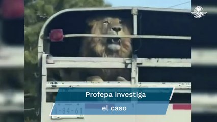 ¡No es Africam Safari es la México-Toluca! Trasladan a león sin medidas de seguridad