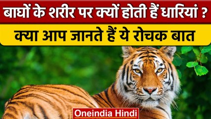 Why Tigers Have Stripes Around Their Body: जानें क्या कहता है वैज्ञानिक रहस्य | वनइंडिया हिंदी *News