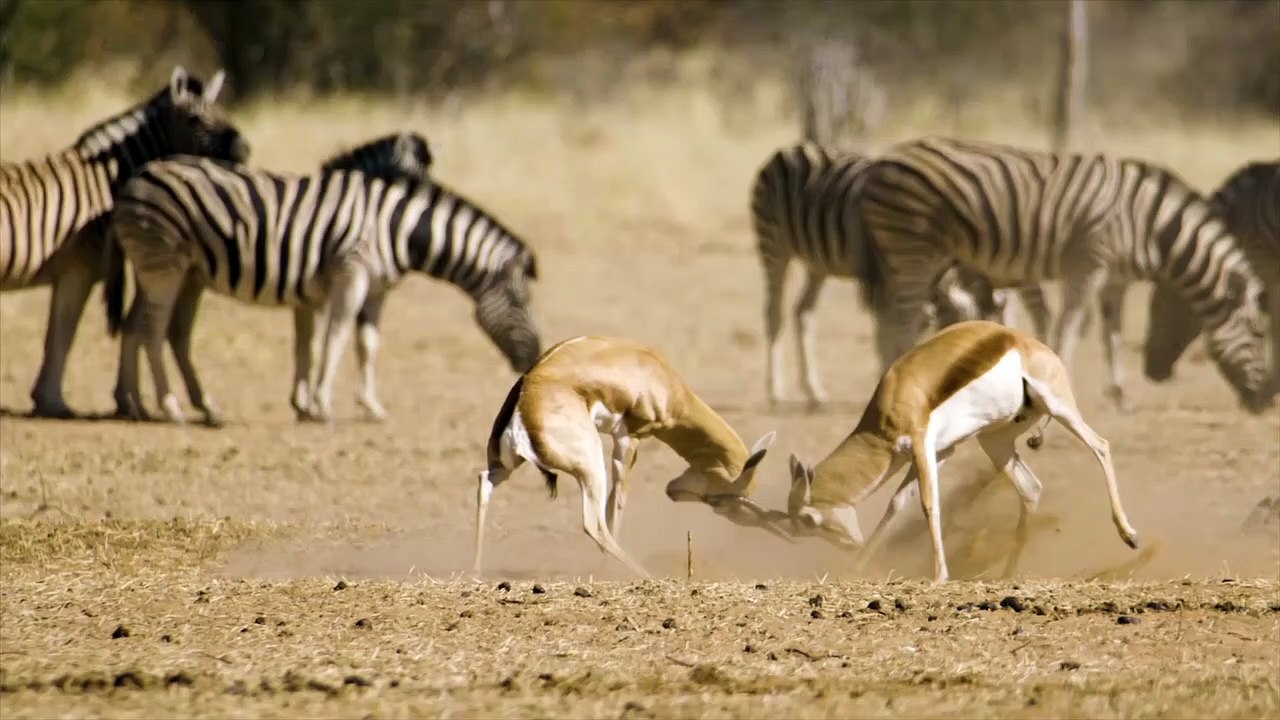 Deer fight