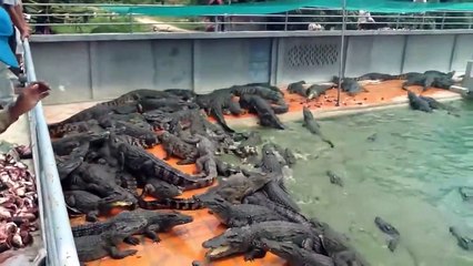 One Of The Bigest Crocodile Farm In Thailand   Thai Crocodile Farm   Crocodile Farming   Croc Farm