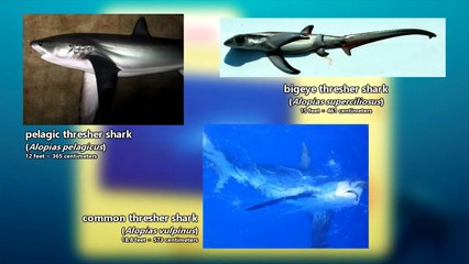 Amazing Thresher Shark Facts   Animal Facts gallery   animal's galaxy 2020