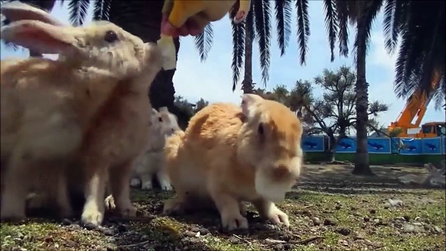 Bunny Rabbit Island Japan Cute Baby Bunny Rabbit Videos Proper Rabbit Farm Wild animals usa
