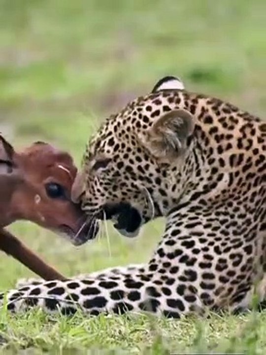 Leopard Attack - video Dailymotion