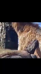 wildlife animals Komodo