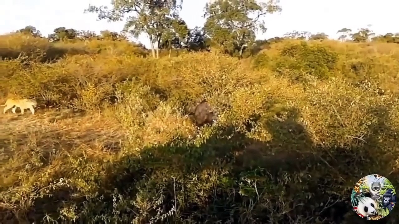 OMG! Aggressive Jaguar Is Easily Defeated By Gi...