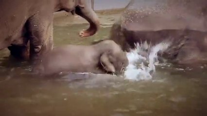 Asian Elephant Calf Lily Playing in Water