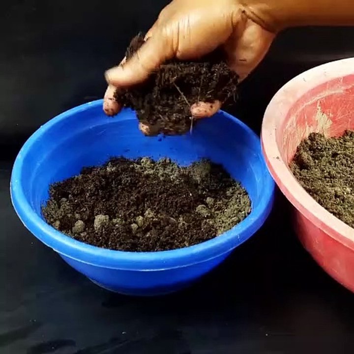 How to grow banana tree from Plantain flower