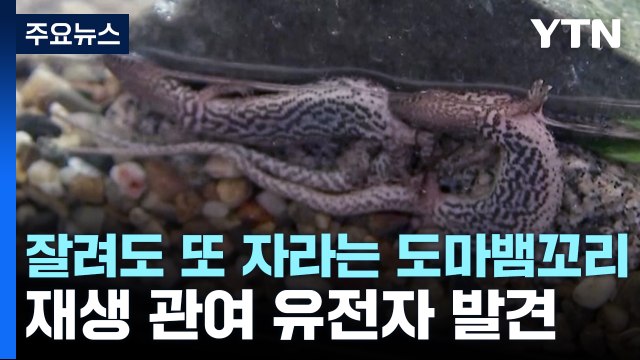 잘려도 또 자라는 도마뱀 꼬리...재생 관여 유전자 발견 / YTN
