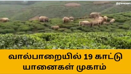 வால்பாறை: இடம் பெயர்ந்த யானை கூட்டம்-வனத்துறையினர் எச்சரிக்கை!