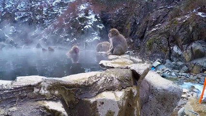 Snow Monkeys