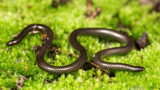 दुनिया के सबसे छोटे सांप  | The World's Smallest Snake | Amazing Facts