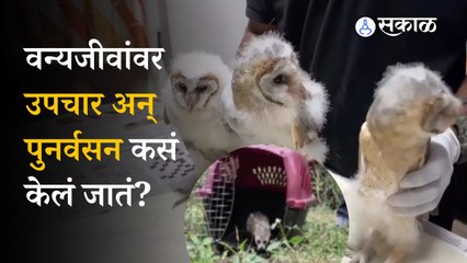 Nashik: Eco Echo Foundation जखमी पक्षी, प्राण्यांवर कसे उपचार करतात? | Maharashtra | Sakal