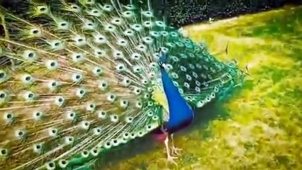 Tarian burung merak#peacock dance