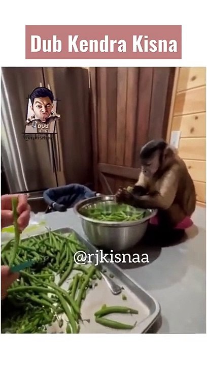 Monkey funny video _ Reena Ft. Kunji bhabhi _ DUB केंद्र! Dub Kendra Kisna