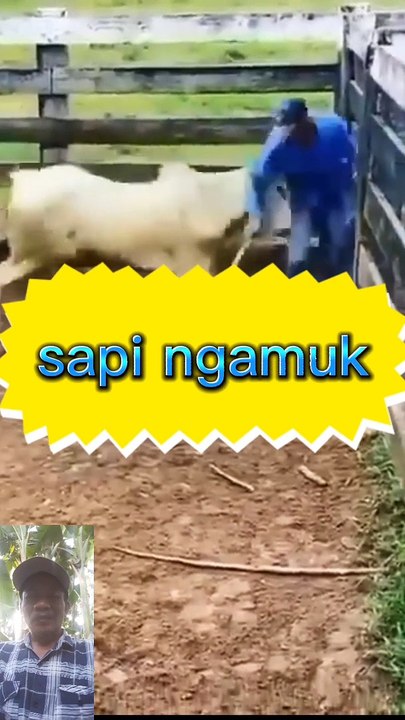 Sapi ngamuk